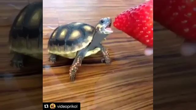 Черепаха и клубника смотреть онлайн