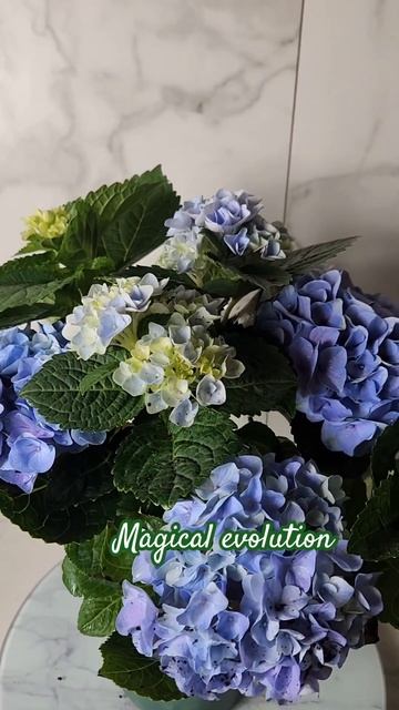 MAGICAL EVOLUTION #гортензія #flowers #garden #гортензия #садгортензи?