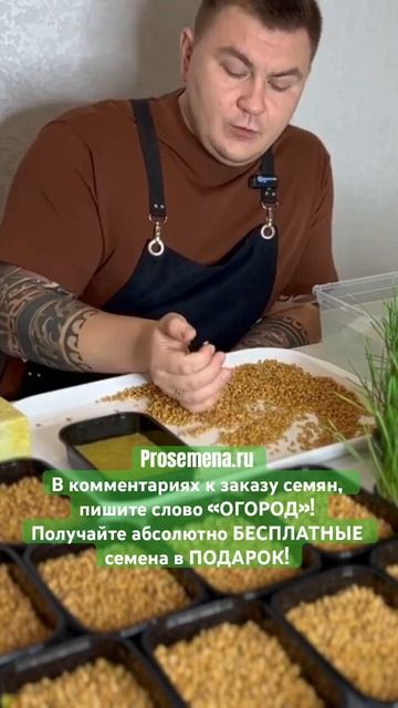 Семена пшеницы для проращивания. #микрозелень смотреть онлайн