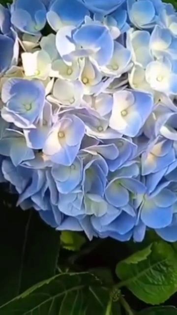 Гортензія Marine Blue #garden #hydrangea #продаж #flowers #hydrangeaflower #plants # смотреть онлайн