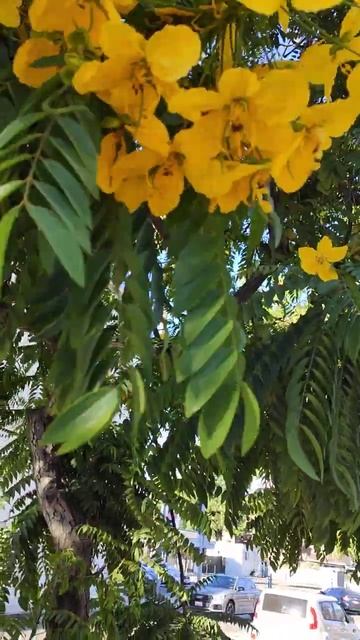 Акация с гигантскими цветами Лос Анжелес смотреть онлайн