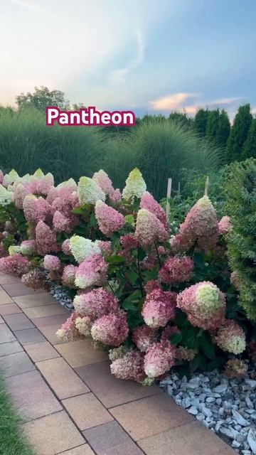 #pantheon #hydrangea #гортензия #garden #гортензія #flowers #park#jardin #アジ? смотреть онлайн