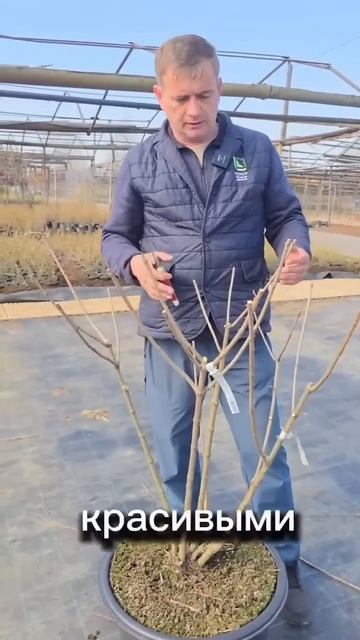 Обрезка гортензии для ПЫШНОГО цветения. смотреть онлайн