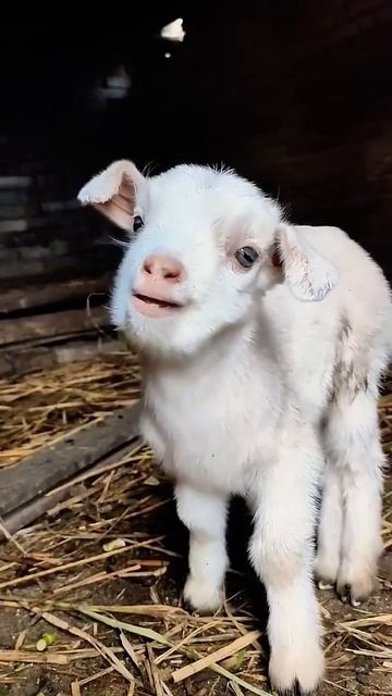 Очень милый козлик #козлик #животныедлядетей #животны? смотреть онлайн