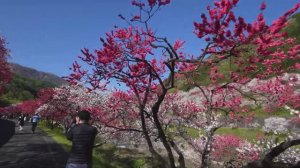 САДЫ ЯПОНИИ. Родина цветущих персиков в деревне Ачи - утопия номер один в Японии.