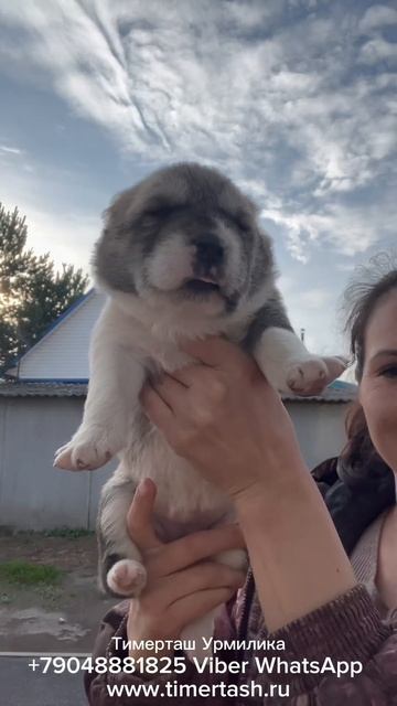 ТИМЕРТАШ УРМИЛИКА Помет У сезона 2023 Тимерташ От ЛОРИ и