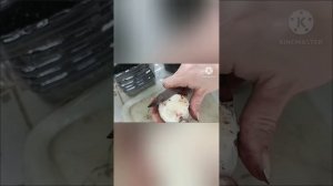 Наращивание корней у Гиппеаструма| Укоренение Гиппеа?