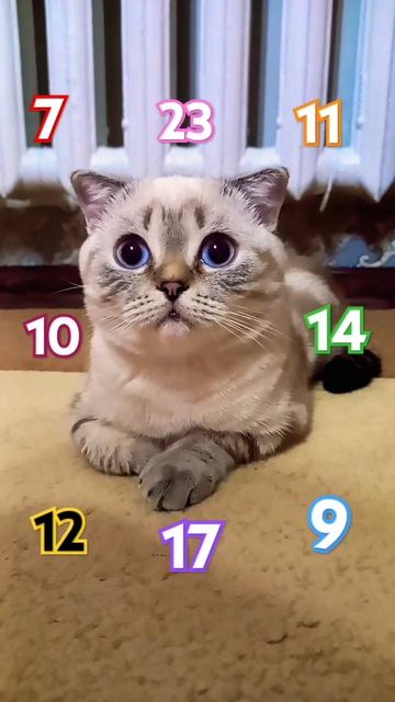 Если тут есть... 😦#cat #кот #котёнок #котик #котики #подпи? смотреть онлайн