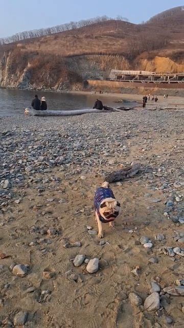 Мопс на море#ноябрь2024#pug #мопсики #собака море2024#примор смотреть онлайн