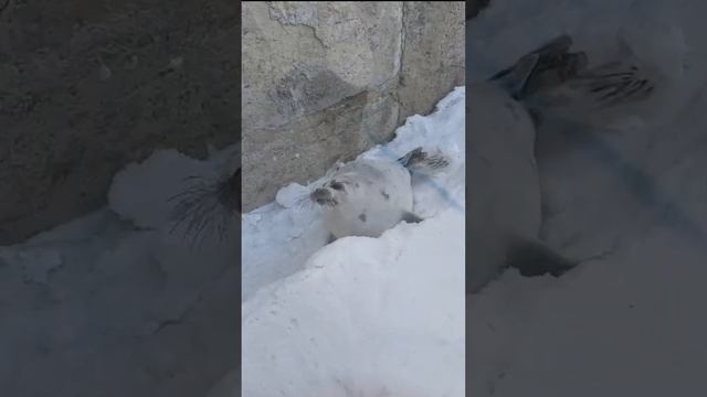 Ит балықты құтқару / Спасение тюленя смотреть онлайн