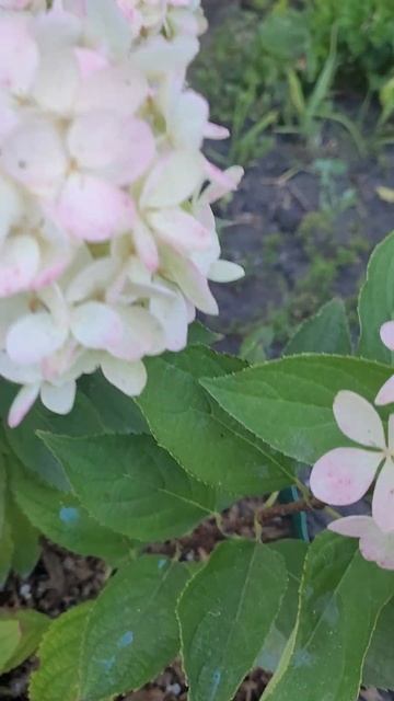 Гортензия Magical Mount Fuji. смотреть онлайн