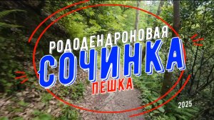 Рододендроновая пешка на Сочинку 2025