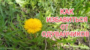 Как избавиться от одуванчиков