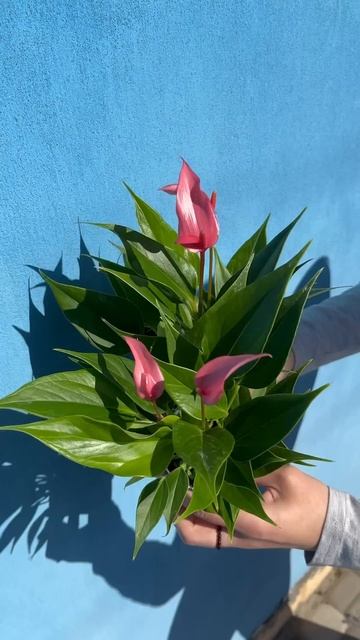 Антуріум Лілі. Ціна 380 грн смотреть онлайн