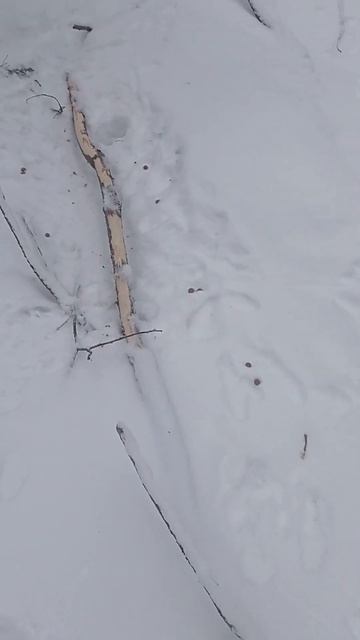 Что едят зимой зайцы смотреть онлайн