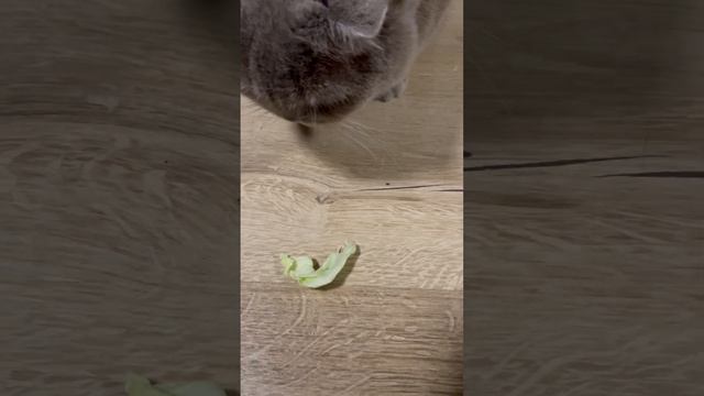 Я в шоке, он ест капусту молодую #котики #cat #котики2024 #к? смотреть онлайн