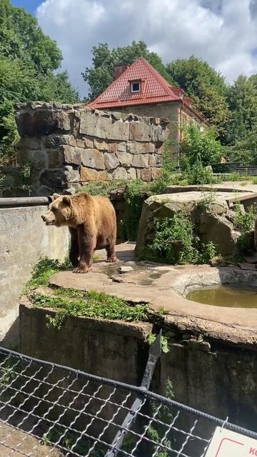 Не может быть 😨 бурый медведь 🐻 смотреть онлайн