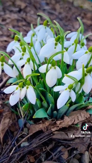 Февраль месяц у нас подснежники цветут #краснодарский смотреть онлайн