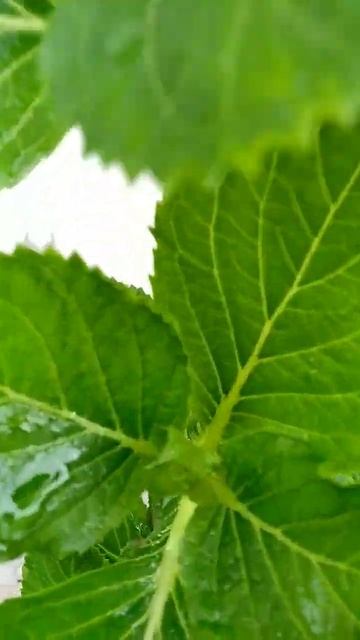 гортензия Блаумайз 🌸 Сколько соцветий на одной веточ смотреть онлайн