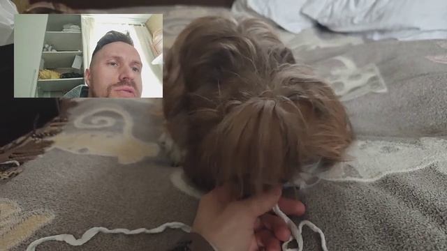 Герда грызун. Зачем и почему? Собака Ши-тцу