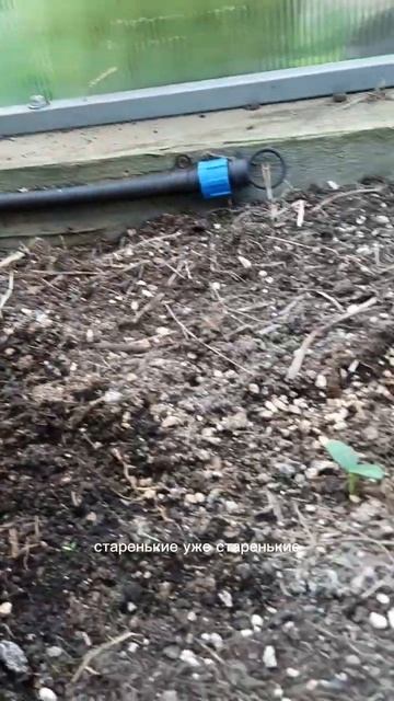 Посадила огурцы на второй оборот #огород #сад #дача #ог? смотреть онлайн