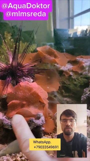 Ёж провода ест #animal #аквариум #животные #aquarium #аквариум? смотреть онлайн