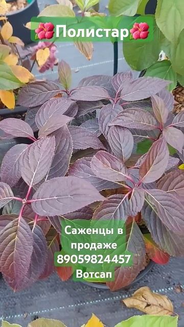 🌺Полистар🌺#гортензияметельчатая смотреть онлайн