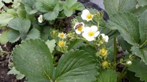 Сделайте ЭТО при цветении клубники! Урожай вас порадует!