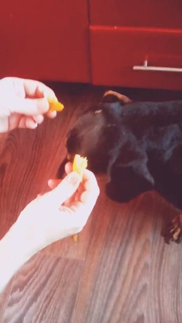 Кто-то любит арбузы 🍉а кто-то ест даже апельсины🍊!😅? смотреть онлайн