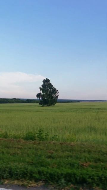 Во поле берёзка.. смотреть онлайн