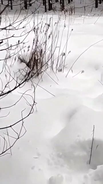 Ну очень хочется ленточку😜😂#прикол#волонтёрство#со? смотреть онлайн