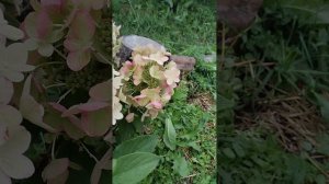 гортензии Пантера и Панфлора,19.09.24