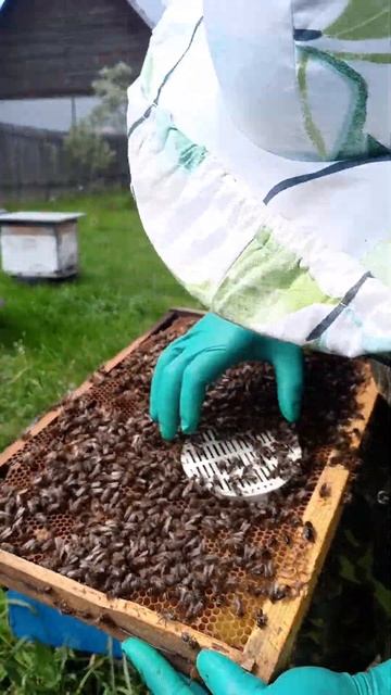 Выпуская матку. Подсадная Плодная #bee #пчеловодство #пасека #beekeeper #beekeeping #природа смотреть онлайн