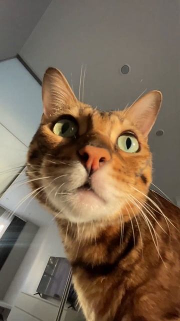 КОГДА ОТКРЫЛА ГЛАЗА В 5, А КОТ РЕШИЛ, ЗНАЧИТ ПОРА ЕСТЬ!? смотреть онлайн