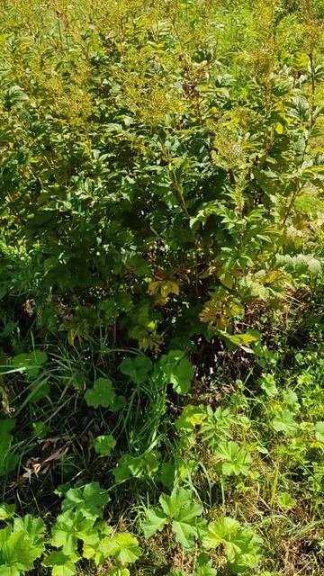 Гектар борщевика Сосновского. смотреть онлайн