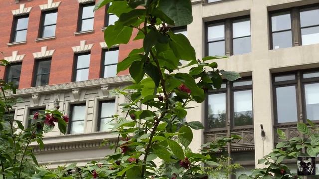 Sunny street of Manhattan.May 2021. Солнечный день в Манхэттене, Май 202 смотреть онлайн