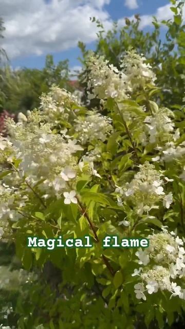 #magical #flame #hydrangea #гортензия #garden #гортензія #flowers #park#jardin #? смотреть онлайн