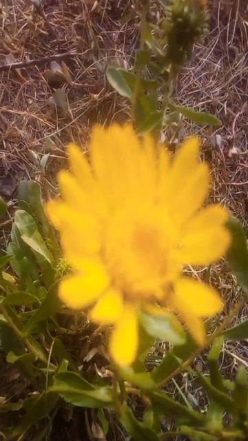 Мои жолтые цветы которые есть у меня на улице друзья в? смотреть онлайн