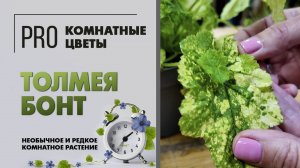 Толмея Бонт. Необычное и редкое комнатное растение для души. Как ухаживать за растением и поливать.