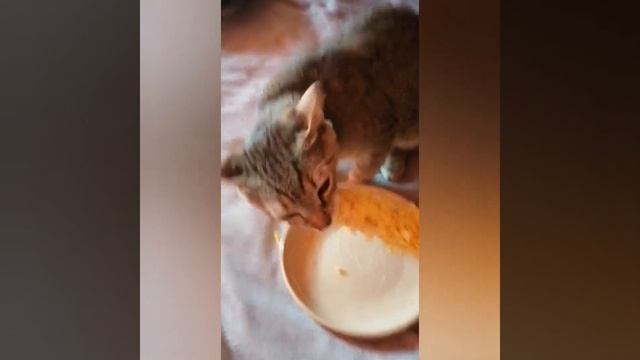 Кот ест кукурузу и ворчит.#shorts смотреть онлайн