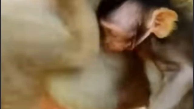 Последствия красных точек и ран непредсказуемы... 1000004375.mp4 смотреть онлайн