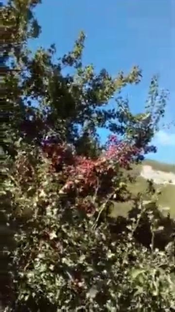 красный боярышник. смотреть онлайн