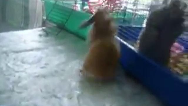 хозяйственный хома) смотреть онлайн