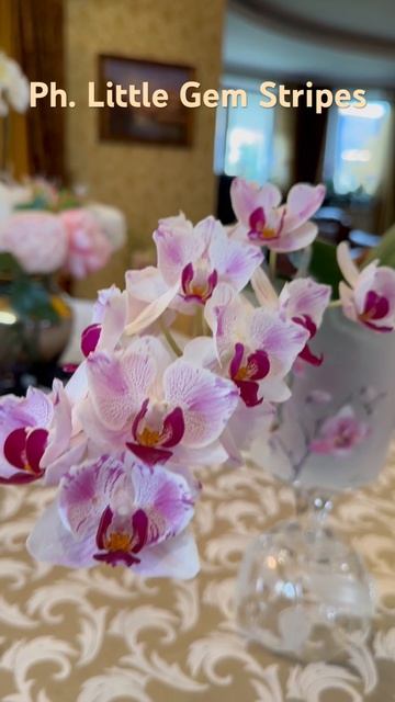 Орхидея Ph. Little Gem Stripes - первое домашнее цветение . смотреть онлайн