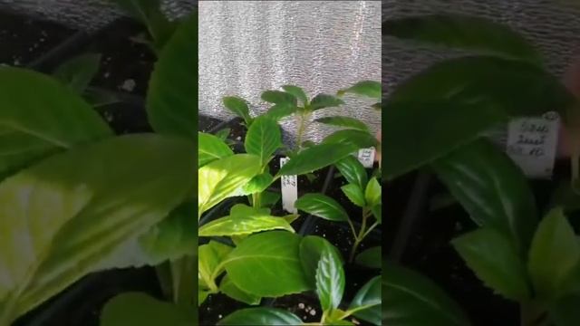 8 января 2025 г.ОБЗОР ПОЗДНИХ ЧЕРЕНКОВ КРУПНОЛИСТНОЙ ГО смотреть онлайн