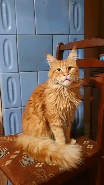 #приколы #кот #кошка #кіт #кішка #кицька #котики #рыжаякошка #мейнкун #рыжийкот #😂#😂😂😂 #смешноевиде смотреть онлайн