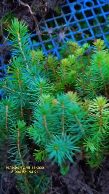 Ель Сербская, выпустим в продажу в июне +- 🌲#Piceaomorika #ел смотреть онлайн
