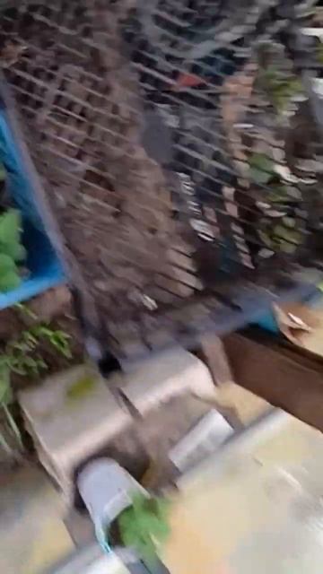 Обзор сортов клубники и томатов питомник Ильино Нижег смотреть онлайн