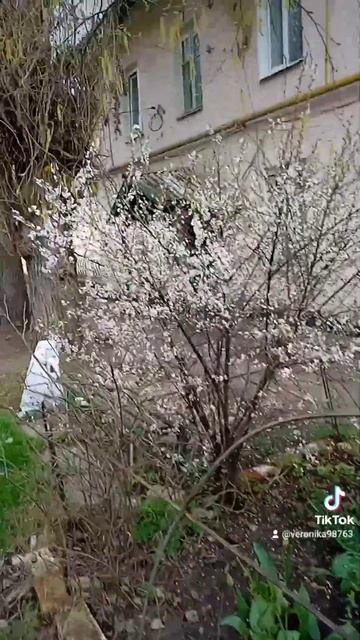 берёза (1) смотреть онлайн