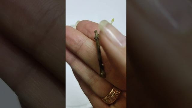 Корни на гортензии за неделю